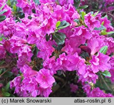 Rhododendron Haruko