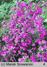 Rhododendron Haruko