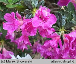 Rhododendron Haruko