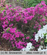 Rhododendron Haruko