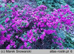 Rhododendron Haruko