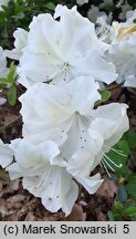 Rhododendron hort. Charlotte de Rothschild