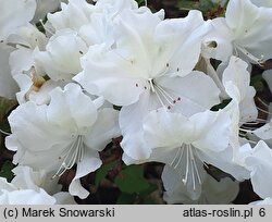 Rhododendron hort. Charlotte de Rothschild