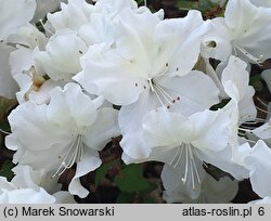 Rhododendron Charlotte de Rothschild