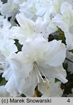 Rhododendron Charlotte de Rothschild