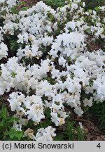 Rhododendron hort. Charlotte de Rothschild