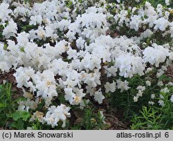 Rhododendron Charlotte de Rothschild