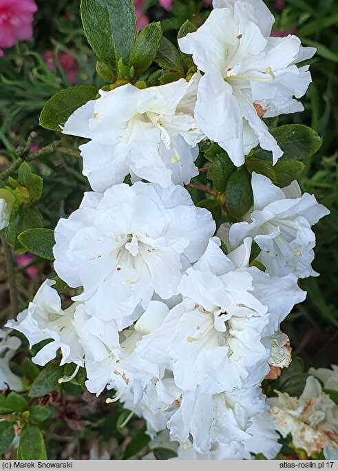 Rhododendron hort. Eisprinzessin