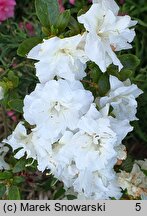 Rhododendron hort. Eisprinzessin