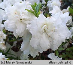 Rhododendron hort. Eisprinzessin
