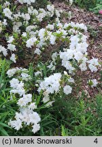 Rhododendron hort. Eisprinzessin