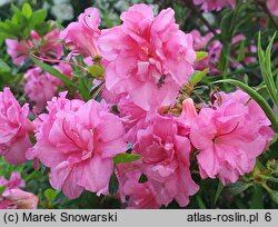 Rhododendron hort. Babuschka
