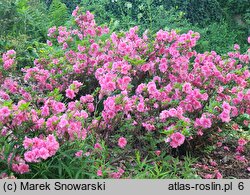 Rhododendron hort. Babuschka