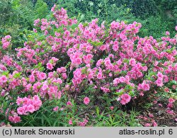 Rhododendron Babuschka