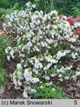 Rhododendron hort. Eisprinzessin