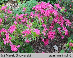 Rhododendron hort. Rose
