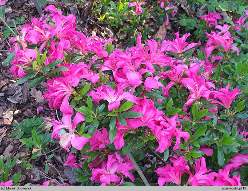 Rhododendron hort. Rose
