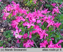 Rhododendron Rose