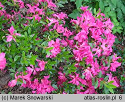 Rhododendron hort. Rose