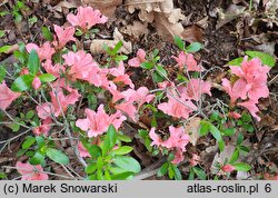 Rhododendron hort. Pink Pancake