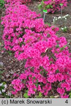 Rhododendron Melina