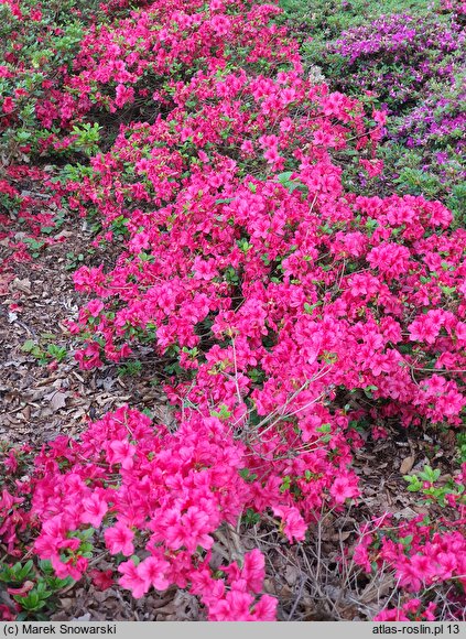 Rhododendron Satschiko