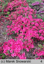 Rhododendron Satschiko