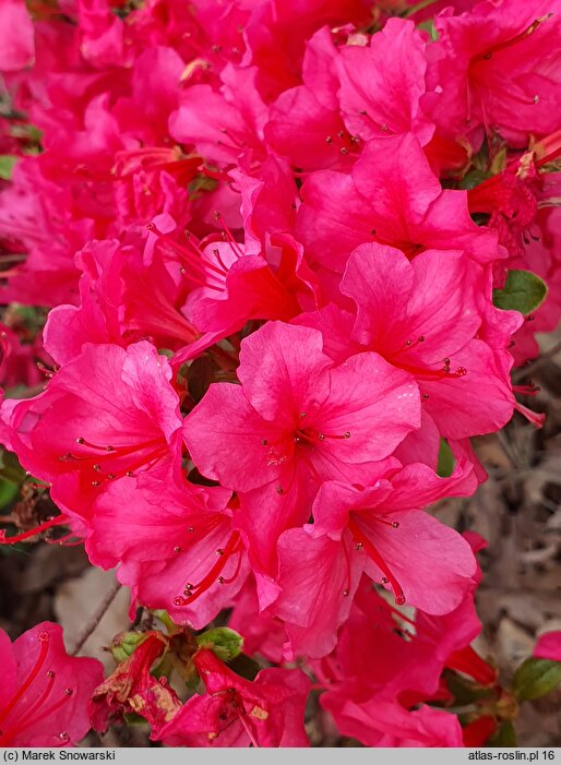 Rhododendron hort. Satschiko