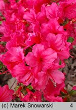 Rhododendron hort. Satschiko