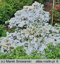 Rhododendron hort. Schneewittchen