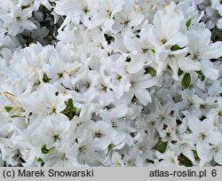 Rhododendron hort. Schneewittchen