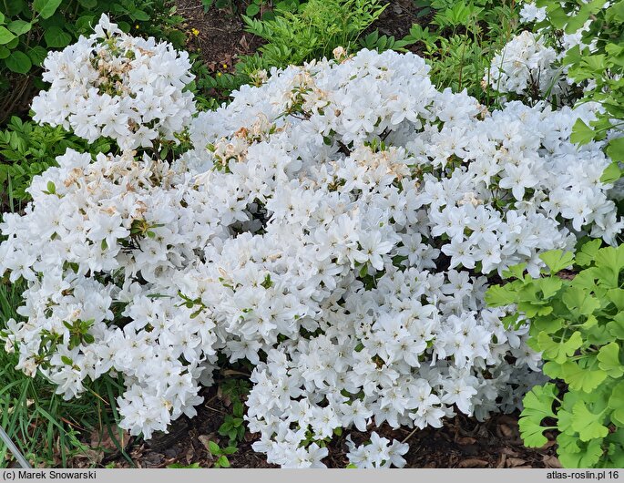 Rhododendron hort. Schneewittchen