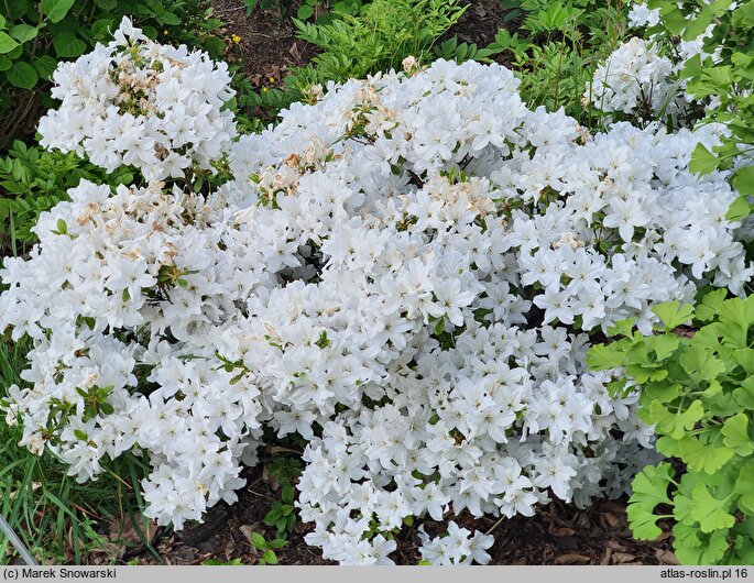 Rhododendron Schneewittchen