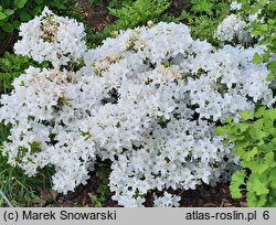Rhododendron hort. Schneewittchen