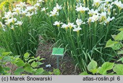 Iris sibirica Gull's Wing