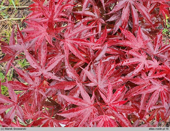 Acer palmatum Pixie