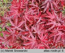 Acer palmatum Pixie