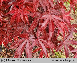 Acer palmatum Pixie
