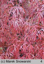 Acer palmatum Crimson Queen