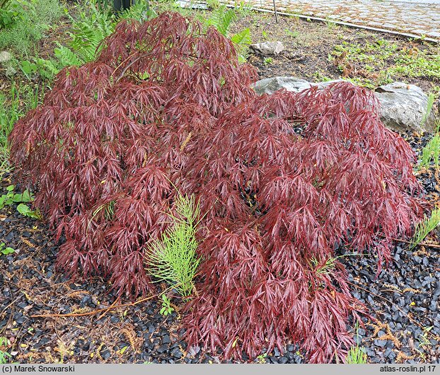 Acer palmatum Crimson Queen