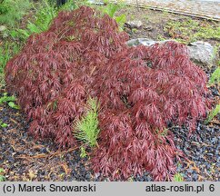 Acer palmatum Crimson Queen