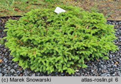 Picea abies Nidiformis