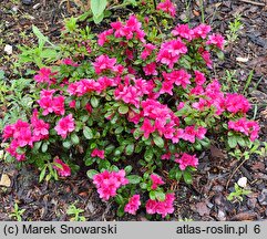 Rhododendron hort. Melina