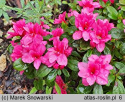 Rhododendron Melina