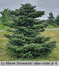 Abies koreana (jodła koreańska)