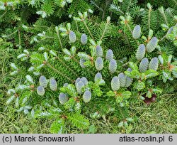 Abies koreana (jodła koreańska)