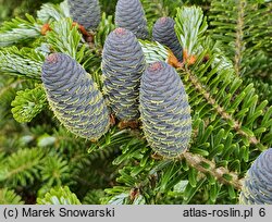 Abies koreana (jodła koreańska)