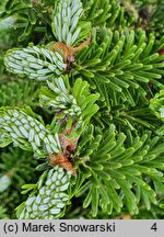 Abies koreana (jodła koreańska)