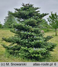 Abies koreana (jodła koreańska)