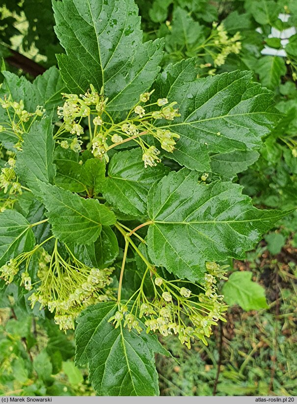 Acer ginnala (klon ginnala)